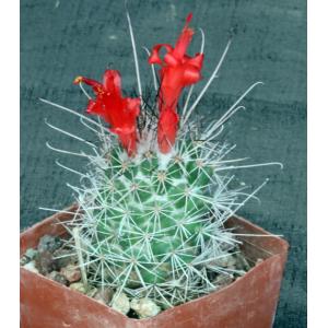 Cochemiea poselgeri 3-inch pots